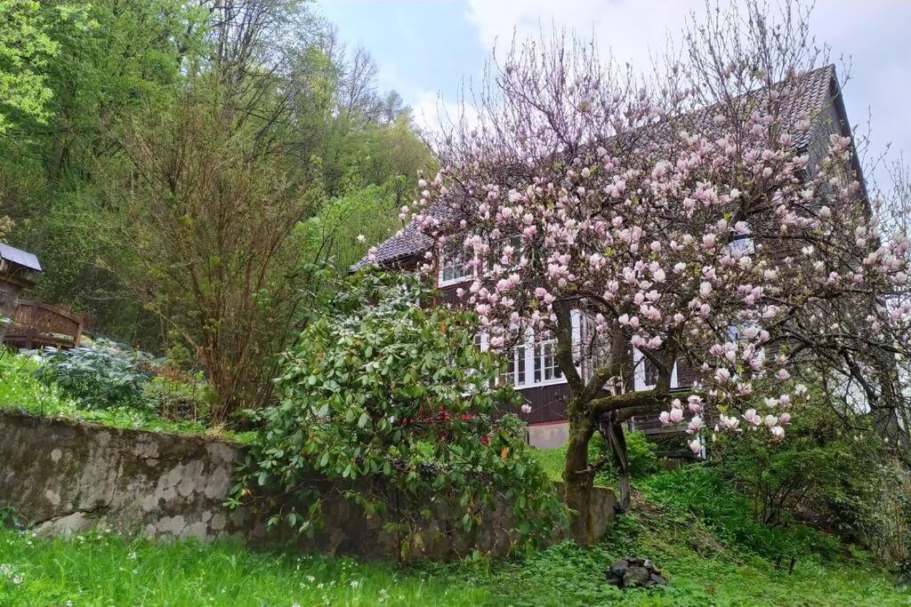 Haus Am Wald Zorge 16+ Gaeste Walkenried Eksteriør billede